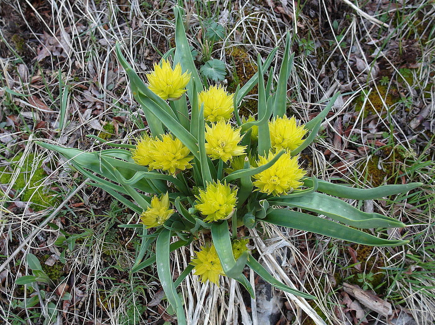 Image of Allium semenowii specimen.