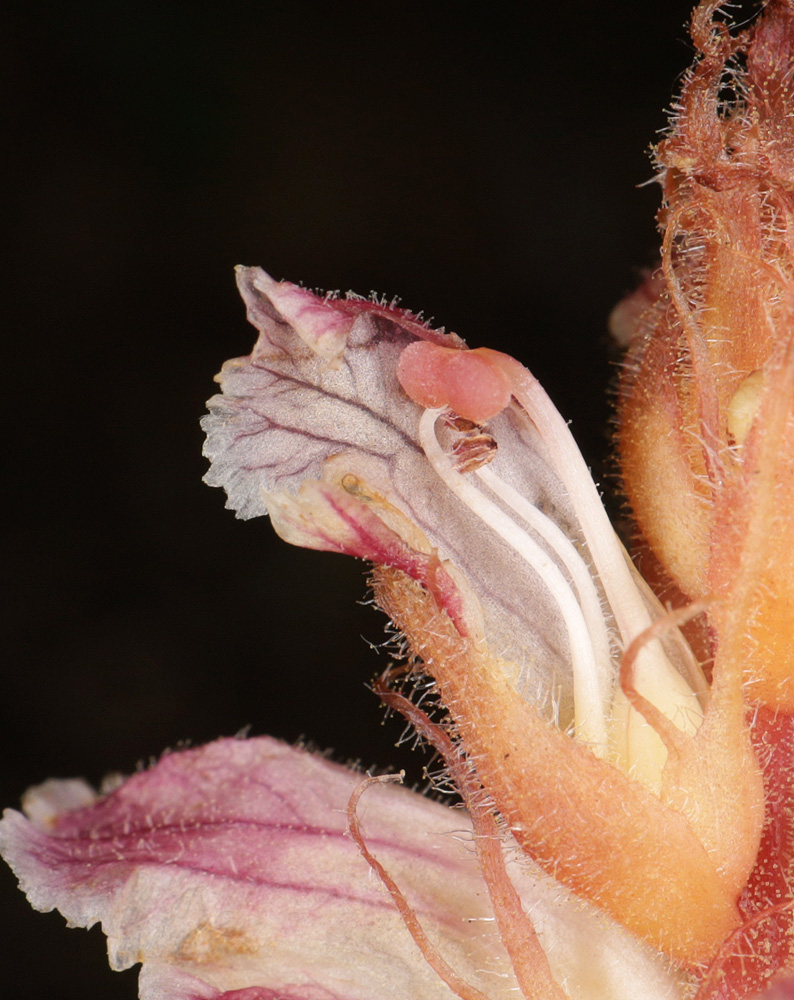 Image of Orobanche minor specimen.