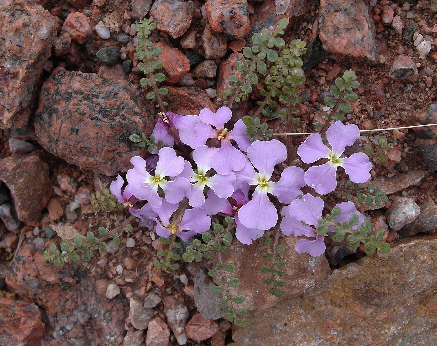 Image of Chorispora bungeana specimen.