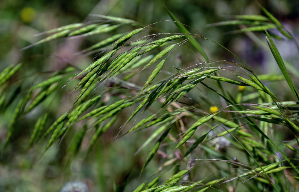 Image of Bromus arvensis specimen.