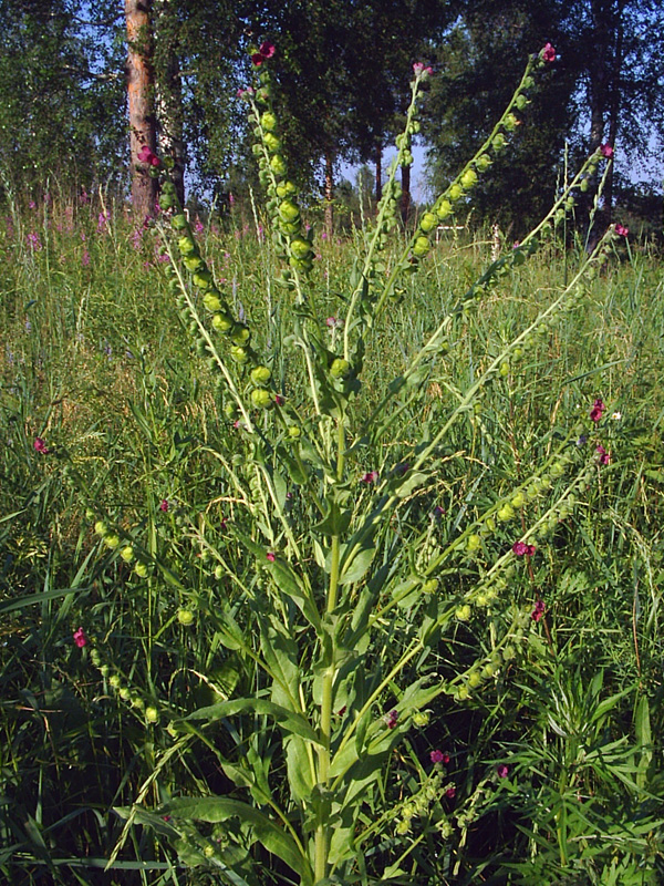 Image of Cynoglossum officinale specimen.