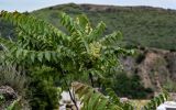 Ailanthus altissima