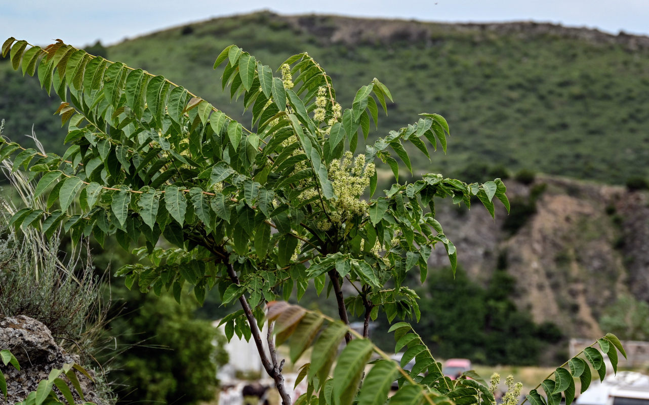 Изображение особи Ailanthus altissima.