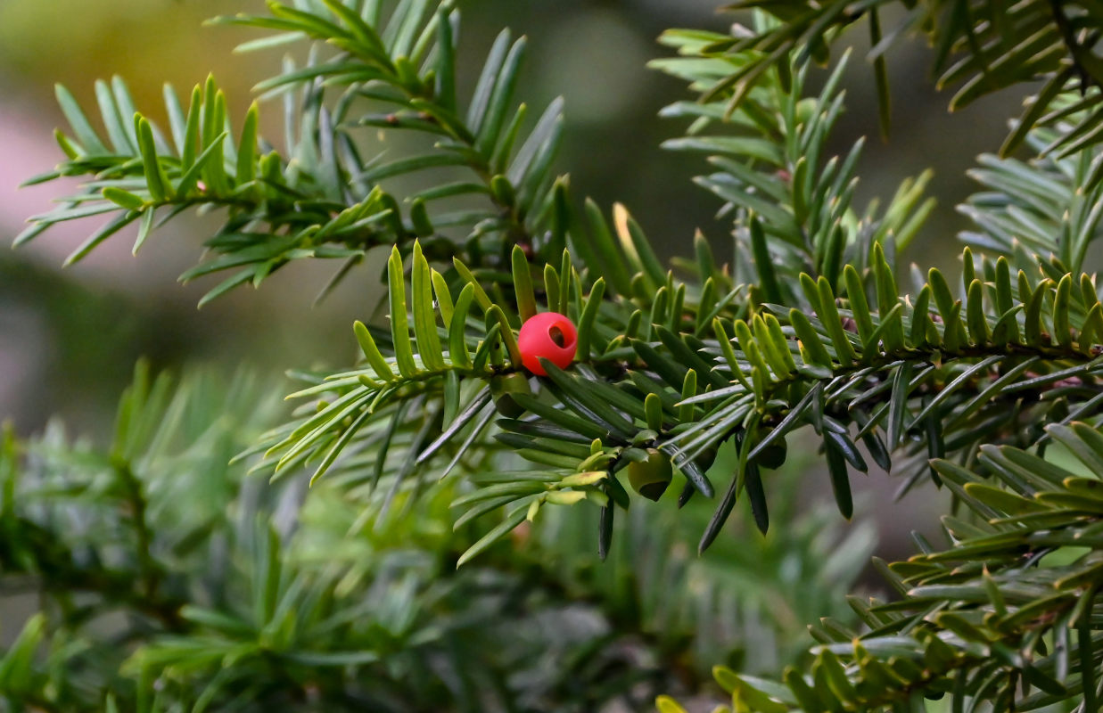 Image of Taxus cuspidata specimen.