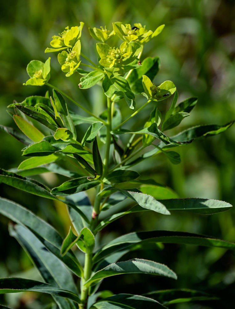 Изображение особи Euphorbia semivillosa.