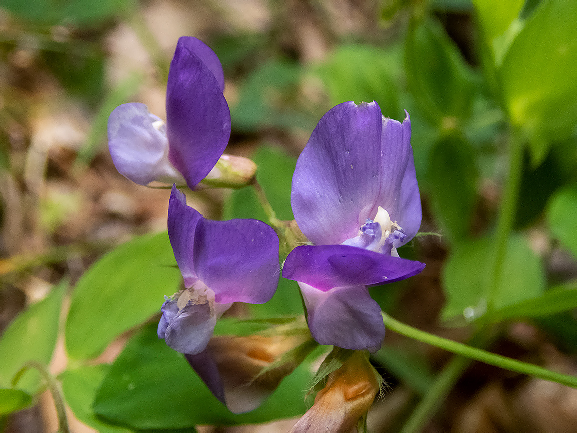 Image of Lathyrus laxiflorus specimen.