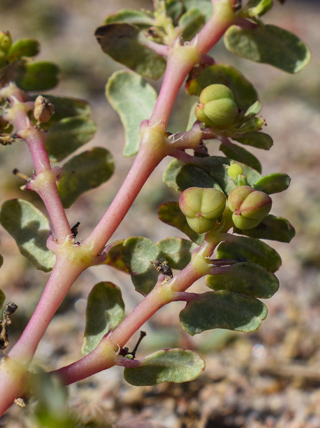 Изображение особи Euphorbia peplis.