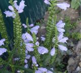 Physostegia virginiana. Части соцветий с цветками и формирующимися завязями. Московская обл., окр. г. Электрогорск, дачный посёлок, в культуре. 10.08.2024.