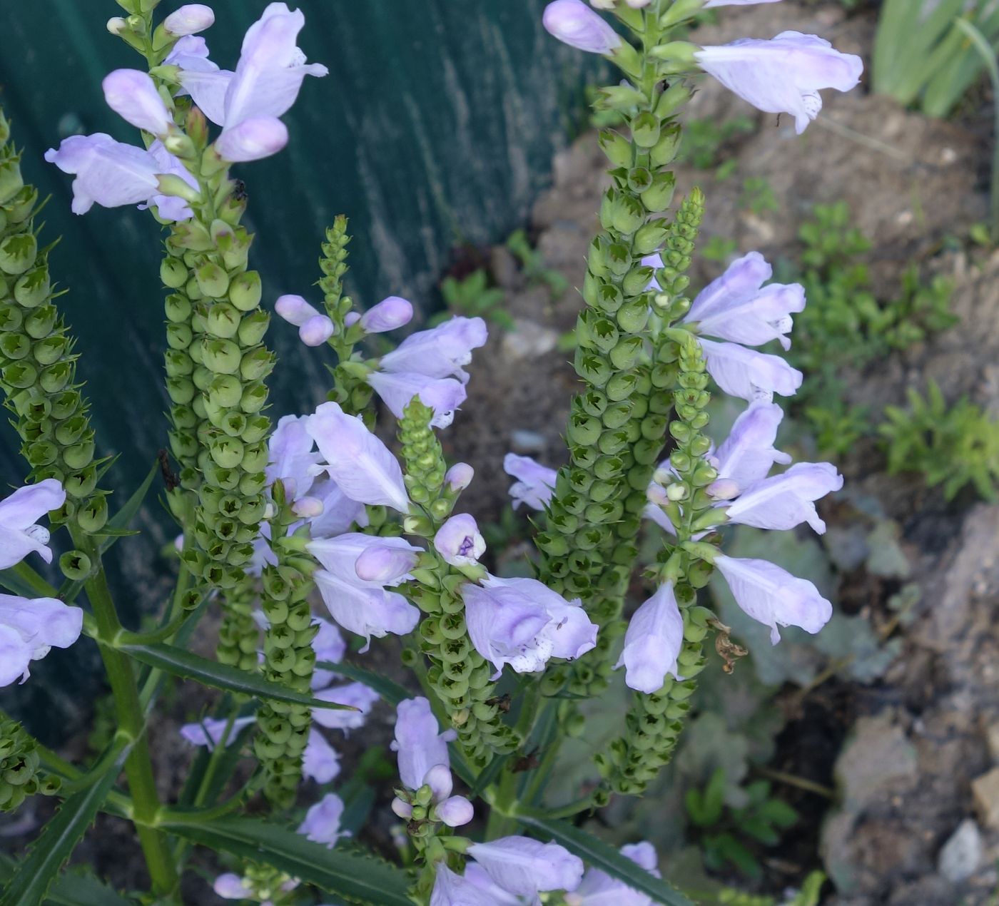 Изображение особи Physostegia virginiana.