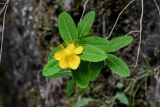 Hypericum monogynum