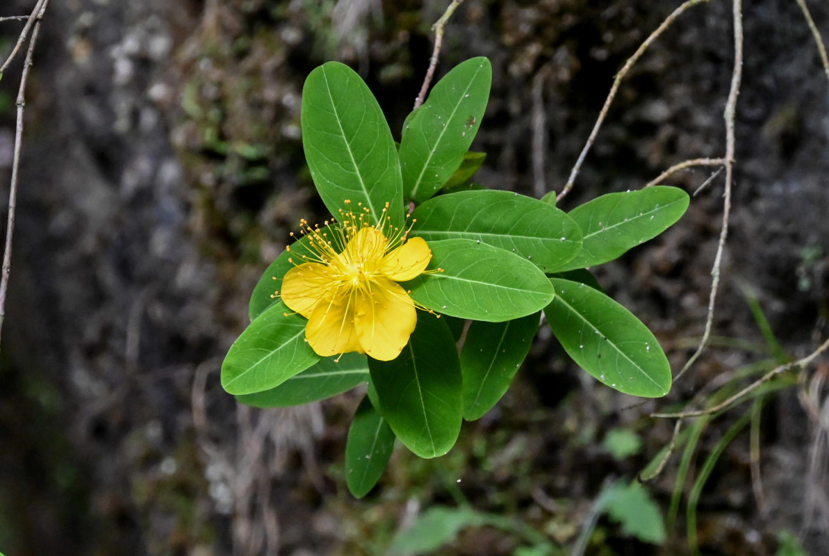 Изображение особи Hypericum monogynum.