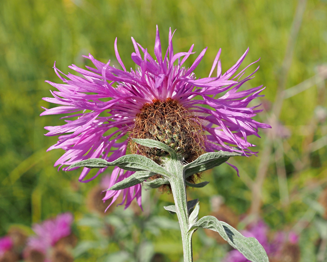 Image of Centaurea pseudophrygia specimen.