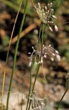 Allium podolicum