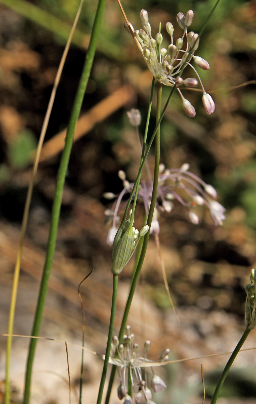 Image of Allium podolicum specimen.