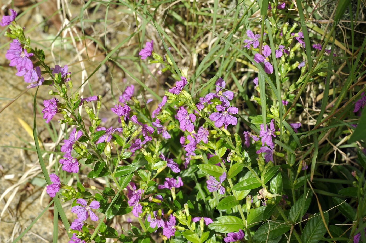 Image of Cuphea hyssopifolia specimen.