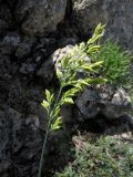 Festuca karatavica