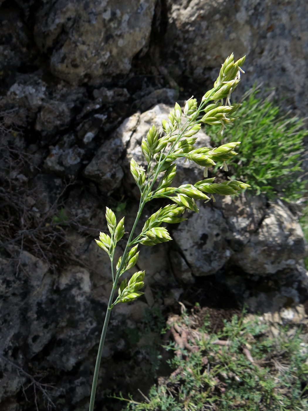 Изображение особи Festuca karatavica.