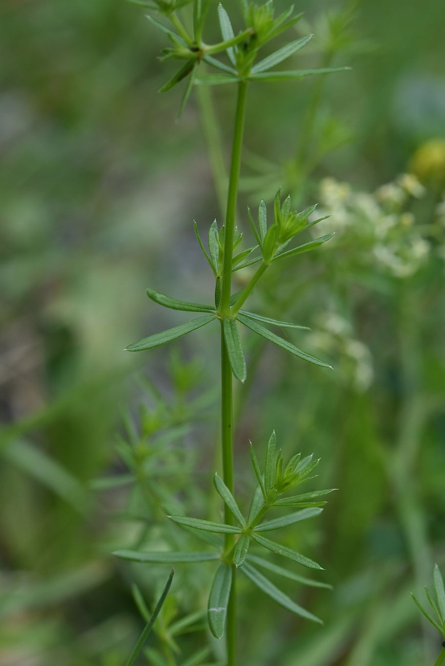 Image of Galium album specimen.