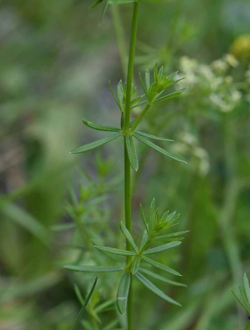 Изображение особи Galium album.