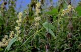 Echinocystis lobata. Верхушка побега с соцветиями и созревающими плодами. Московская обл., Одинцовский гор. округ, окр. дер. Аниково, берег р. Москва, пойменный луг. 18.08.2024.