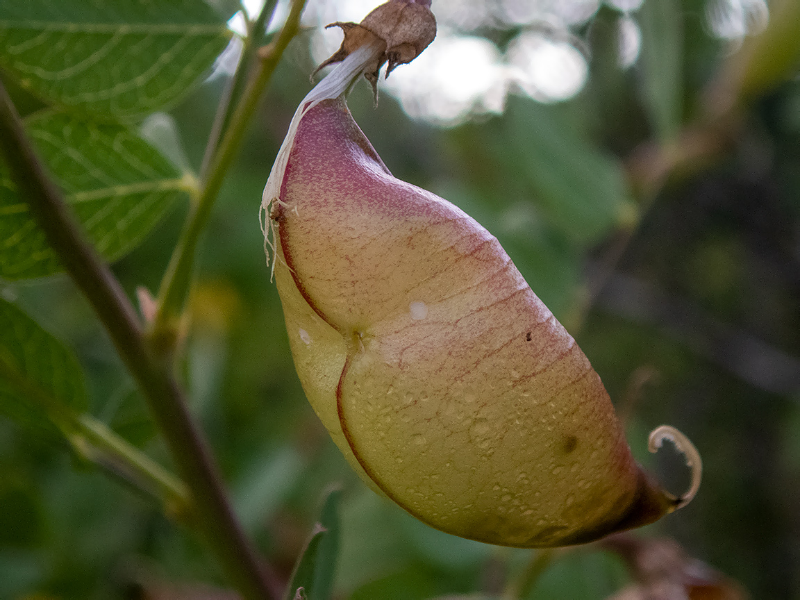 Image of Colutea cilicica specimen.