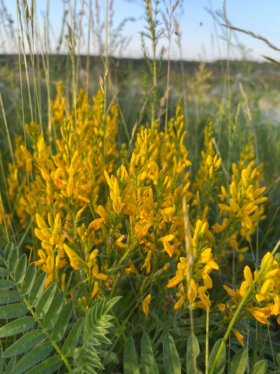 Изображение особи Genista tinctoria.