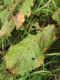 Rumex confertus