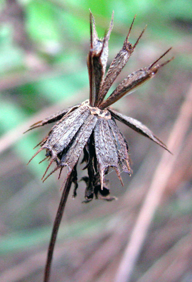 Image of Bidens frondosa specimen.