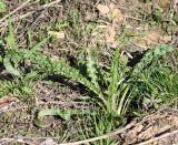 род Rumex. Вегетирующее растение. Московская обл., Одинцовский р-н, окр. г. Кубинка, окр. вдхр. Трасна, обочина бетонной дороги, глинистая почва. 04.05.2022.