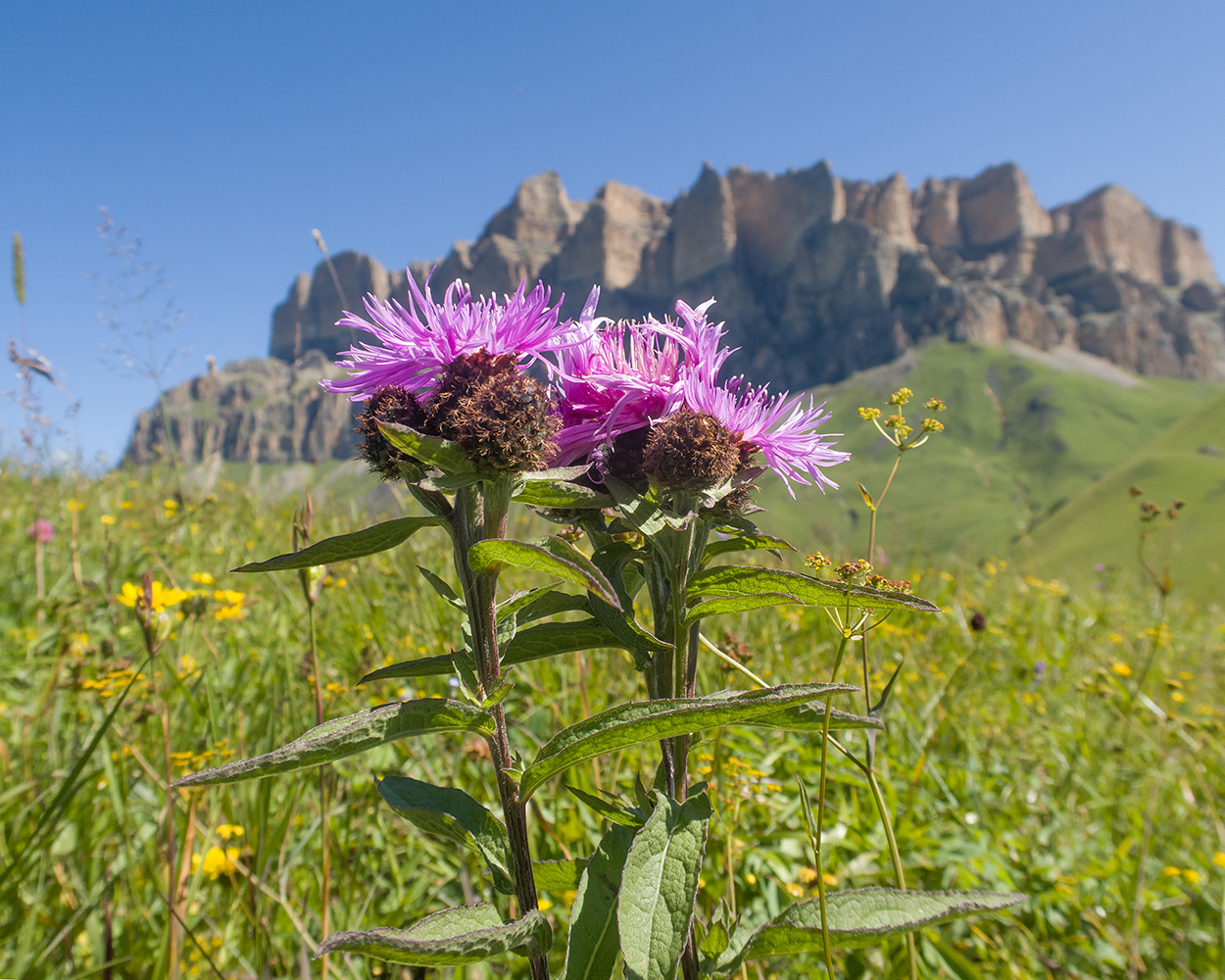 Изображение особи Centaurea abbreviata.