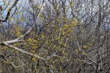 View full-size image Cornus mas