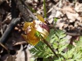 View full-size image Adonis amurensis