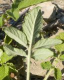 View full-size image Salvia ringens