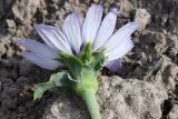View full-size image Epilasia mirabilis