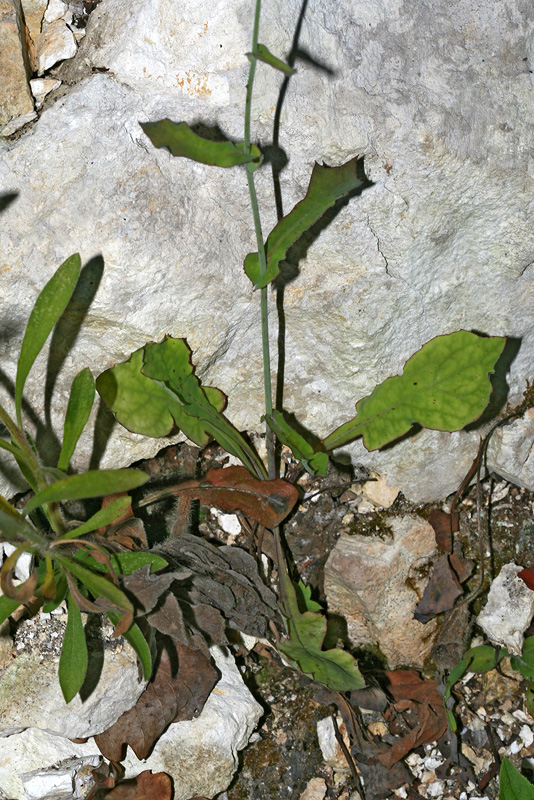 Изображение особи Mycelis muralis.