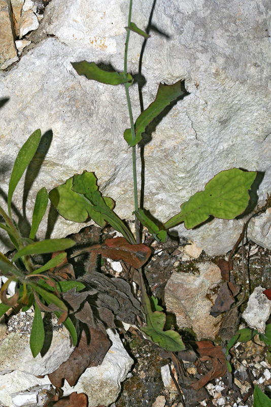 Image of Mycelis muralis specimen.