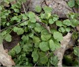 genus Cardamine