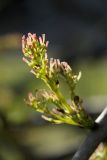 View full-size image Fraxinus pennsylvanica