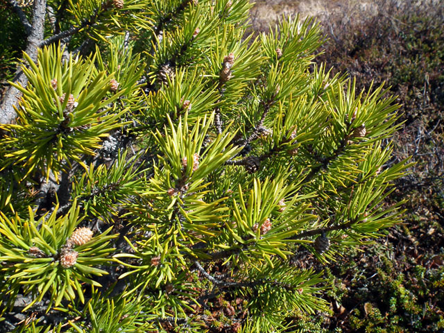 Изображение особи Pinus friesiana.