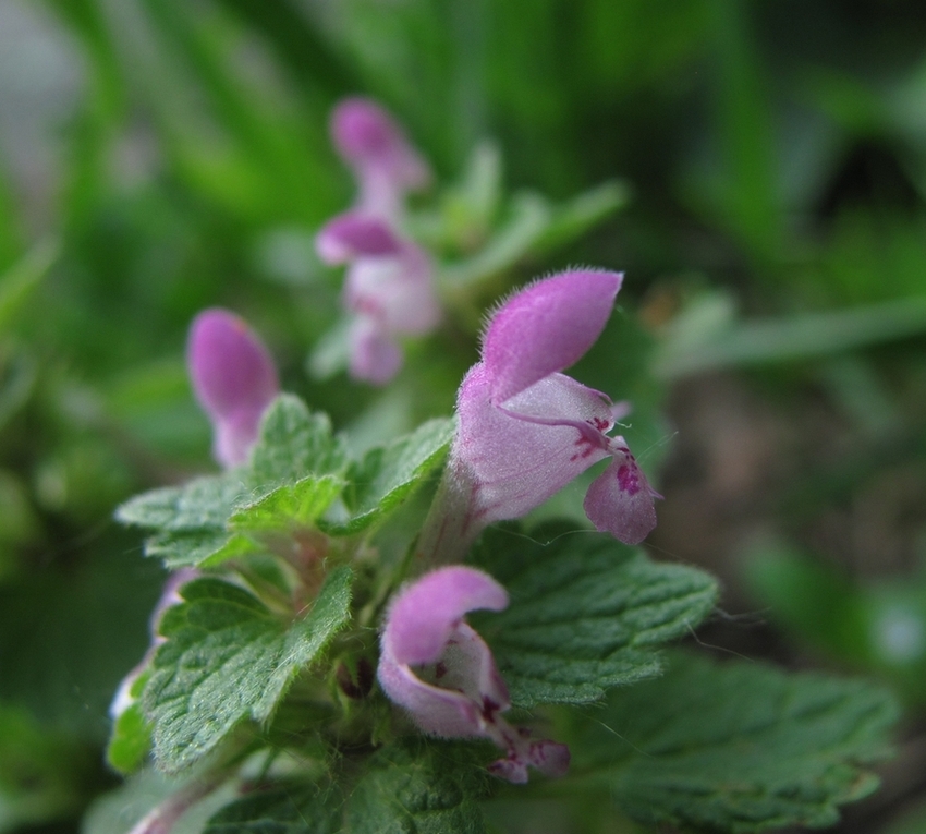 Изображение особи Lamium purpureum.