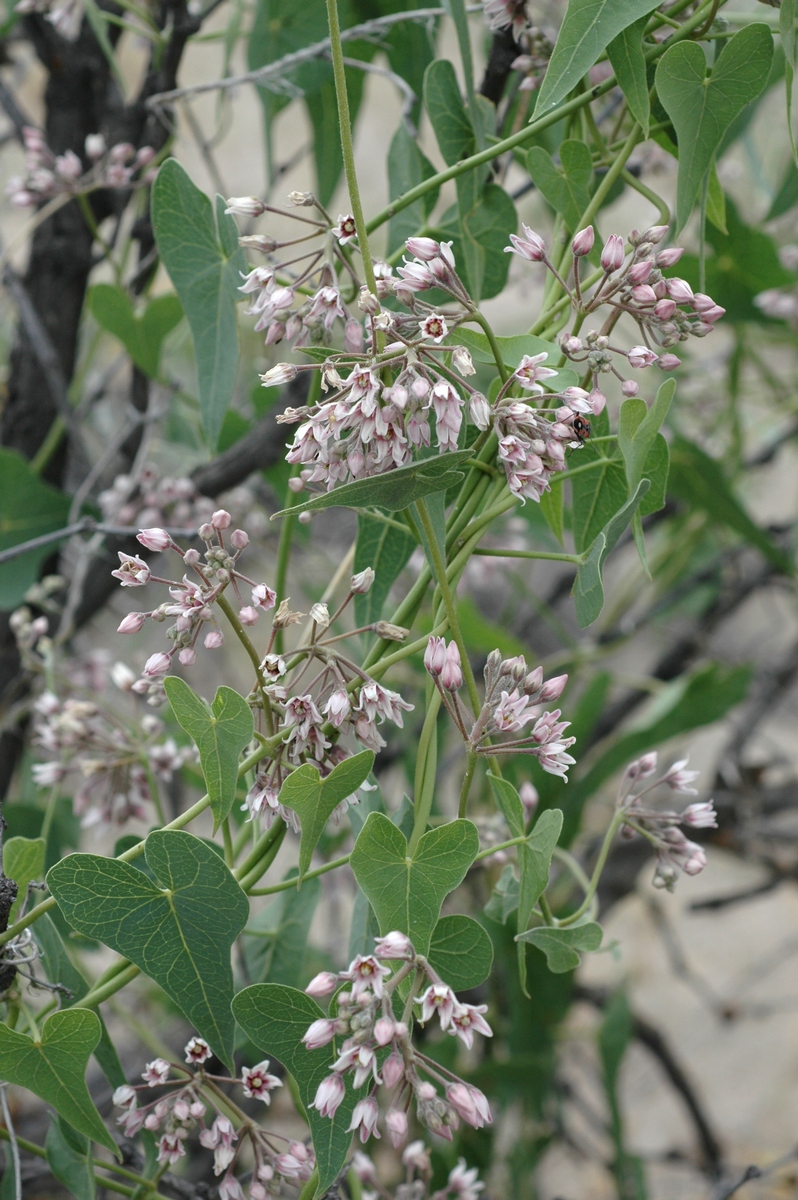 Image of Cynanchum sibiricum specimen.