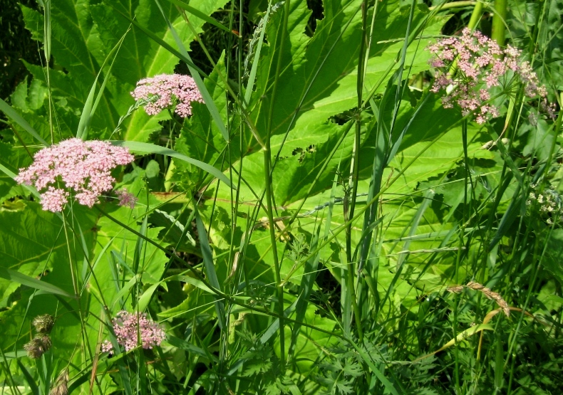 Изображение особи Pimpinella rhodantha.