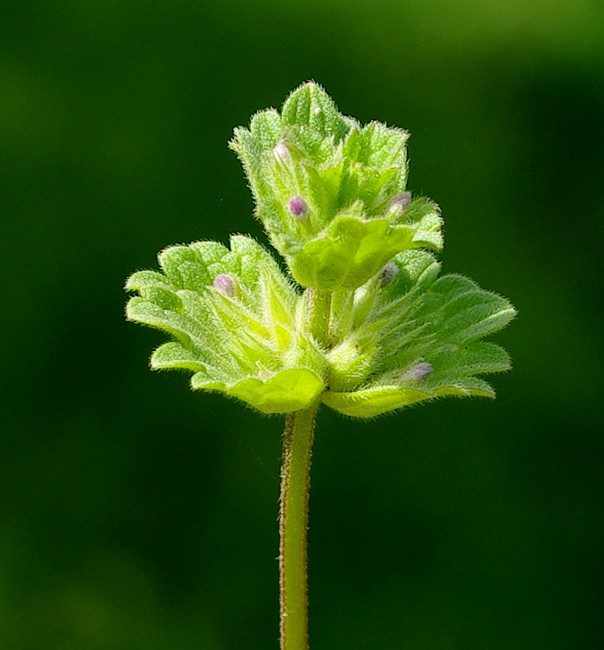 Image of Lamium amplexicaule specimen.