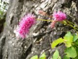 Sanguisorba magnifica