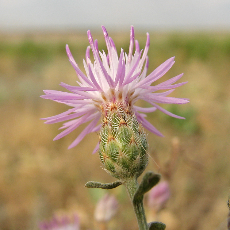 Изображение особи род Centaurea.