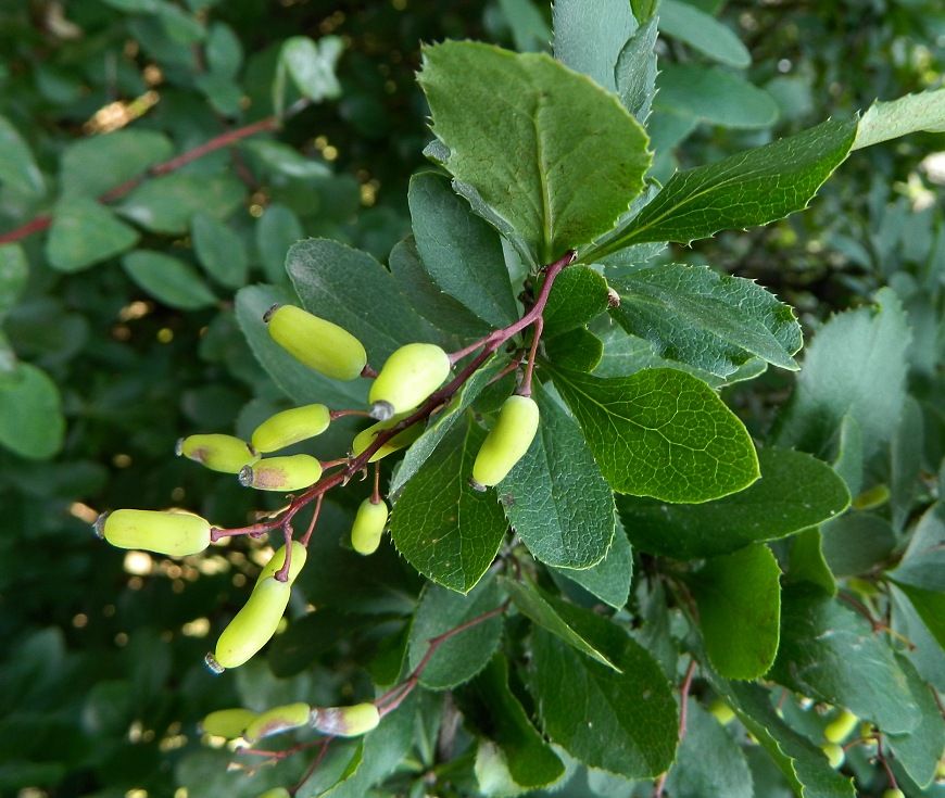 Изображение особи род Berberis.