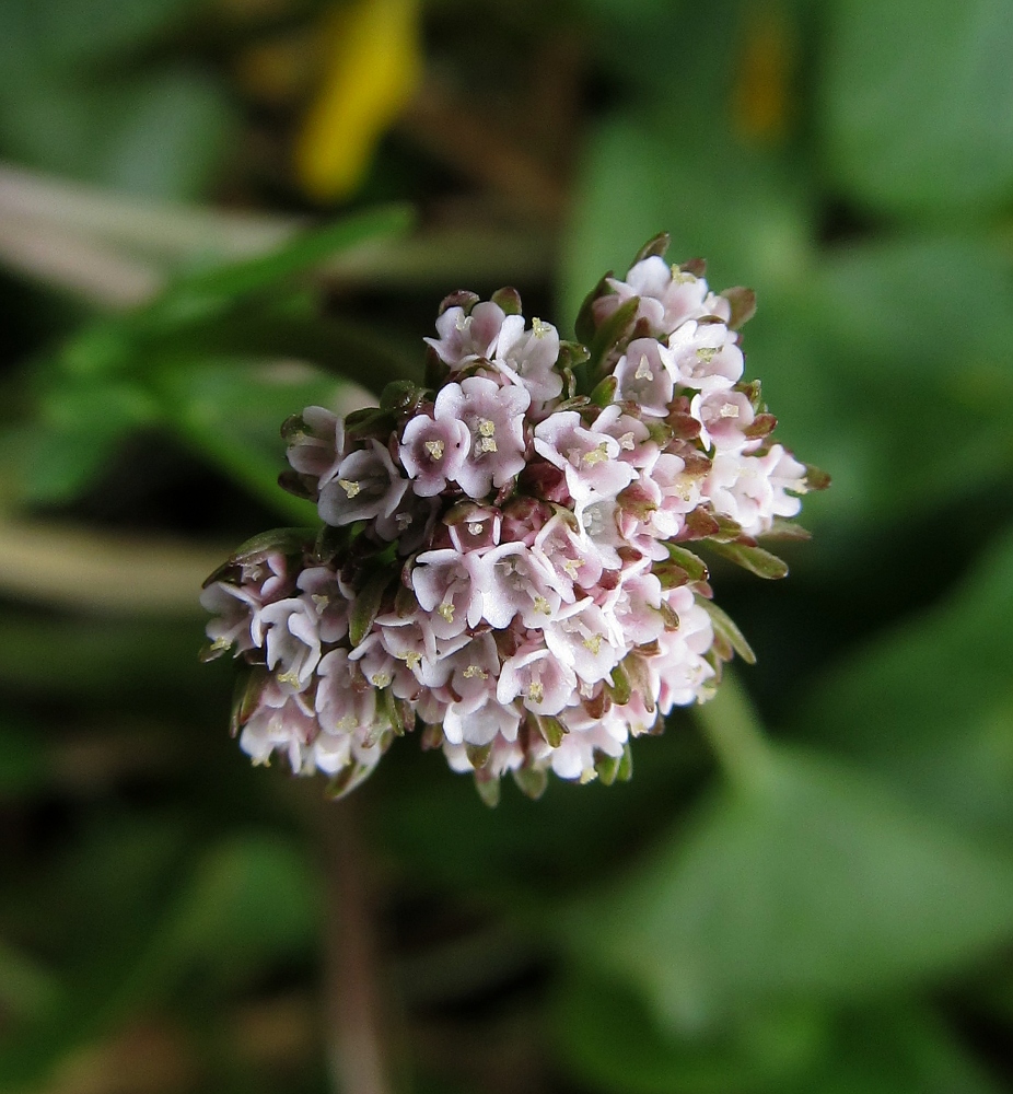 Изображение особи Valeriana dioica.