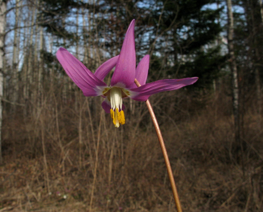 Изображение особи Erythronium sajanense.