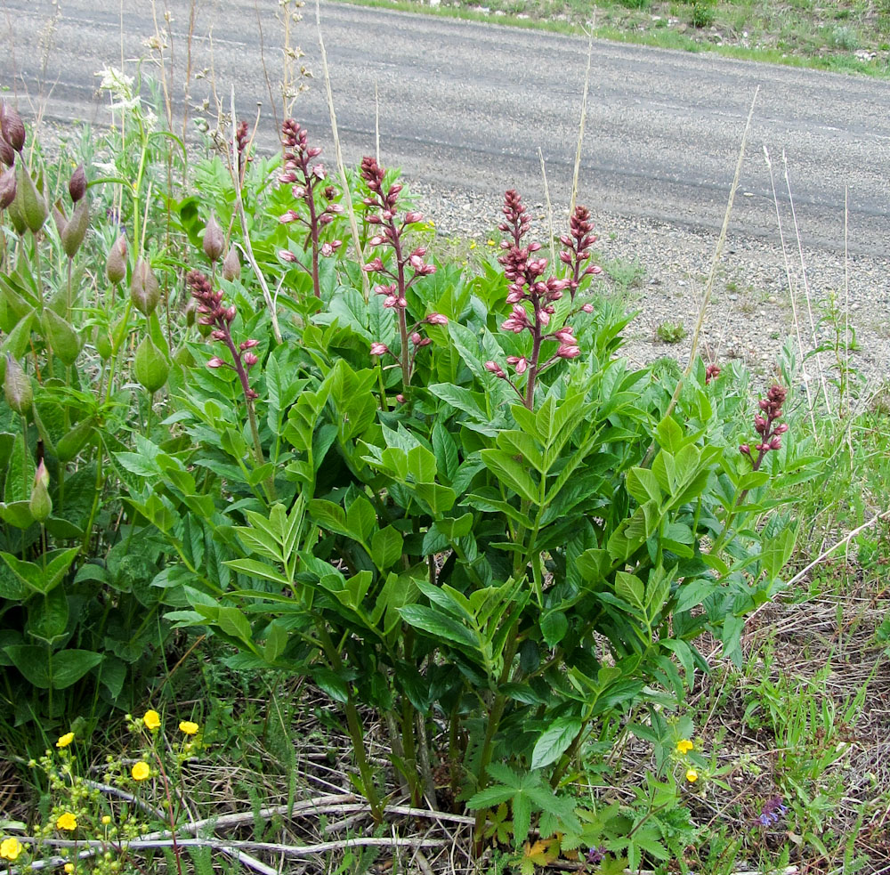 Изображение особи Dictamnus angustifolius.