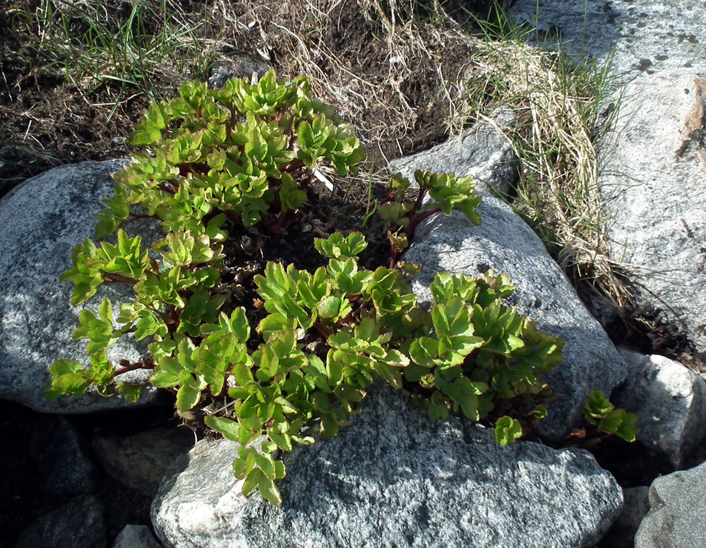 Image of Ligusticum scoticum specimen.